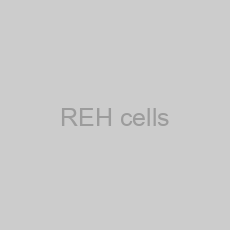 Image of REH cells
